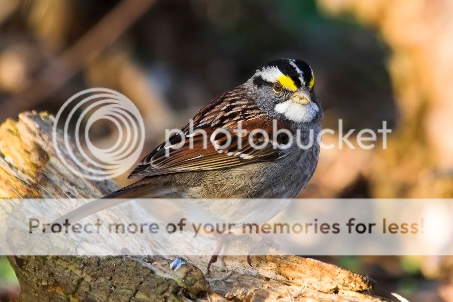 WhiteThroated1.jpg