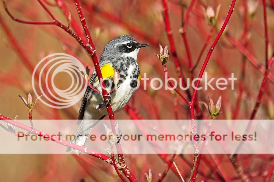 YellowRumpedWarbler2a.jpg