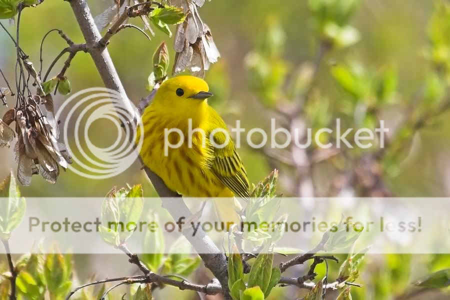 YellowWarbler3.jpg