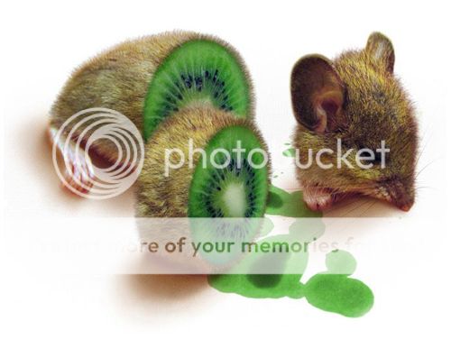 kiwi.jpg