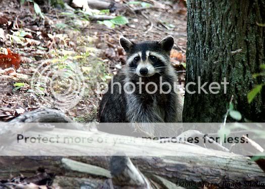 raccoonatpanthercreek2.jpg