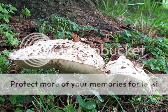 mushrooms2.jpg