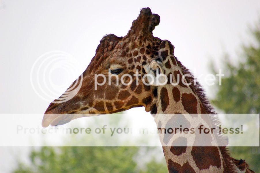 giraffe11111.jpg