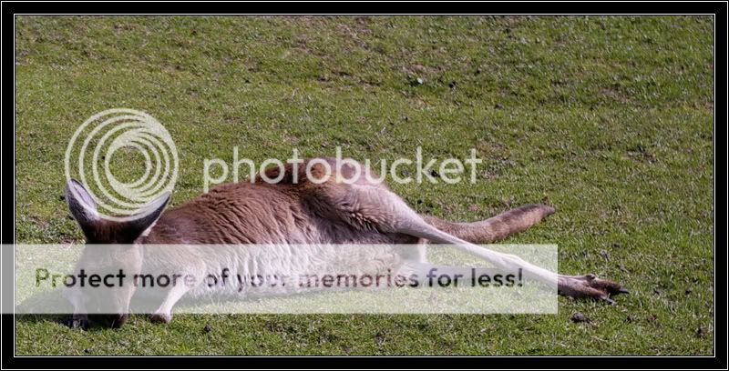 kangaroolounge.jpg