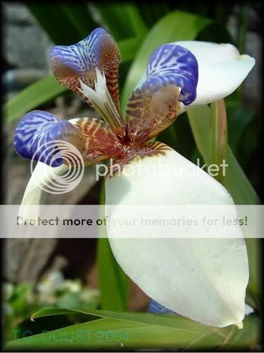 Orchid2E.jpg