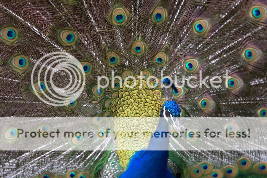 peacockweb.jpg