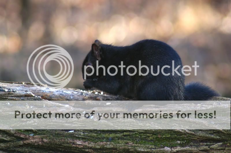 blacksquirrel-1.jpg