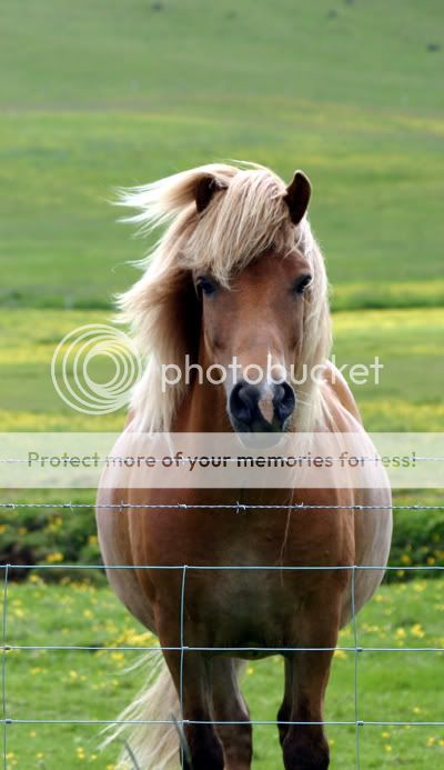 173_7350-ps-horse-web.jpg