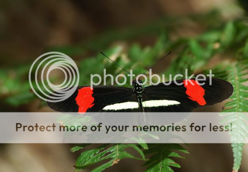Butterflys26.jpg