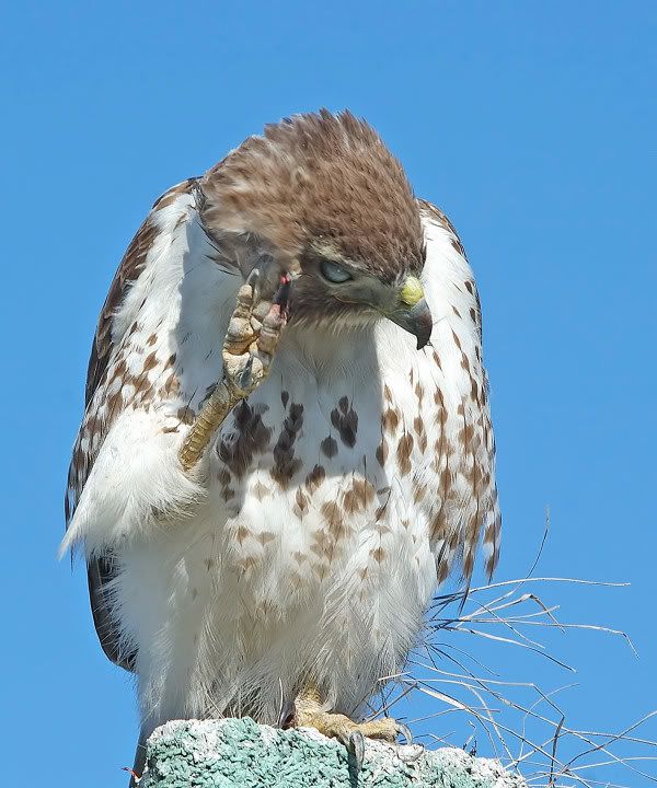 redtail1.jpg