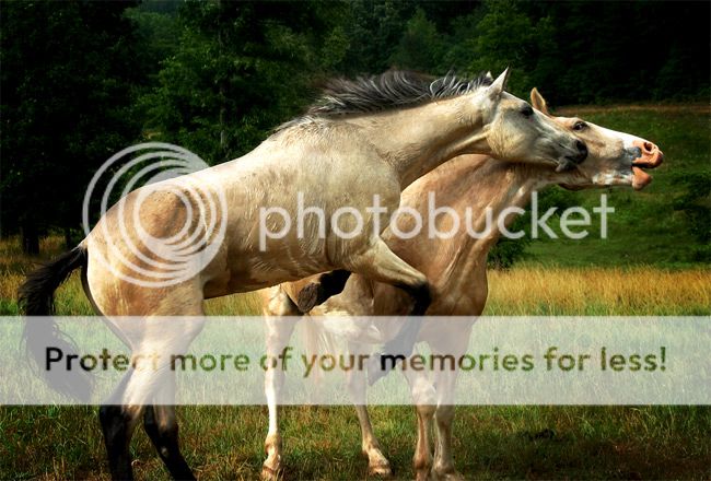 Horses6-1.jpg