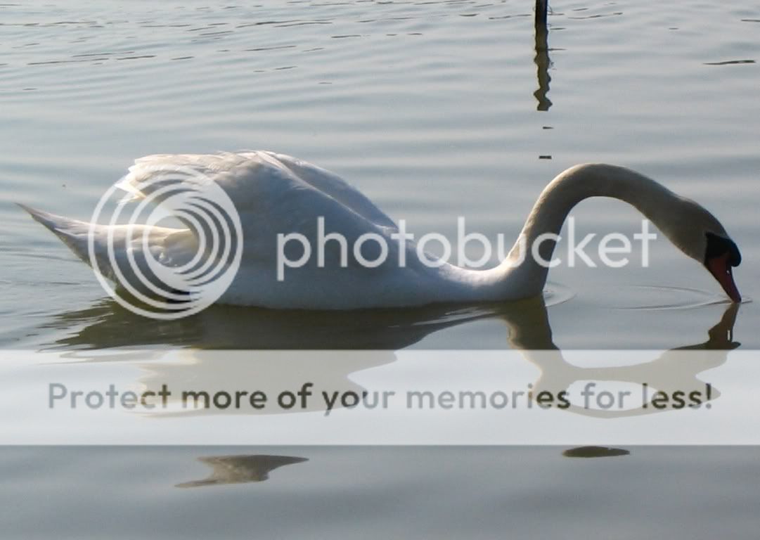 swan3.jpg