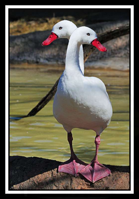 twoheadedduckrx9.jpg