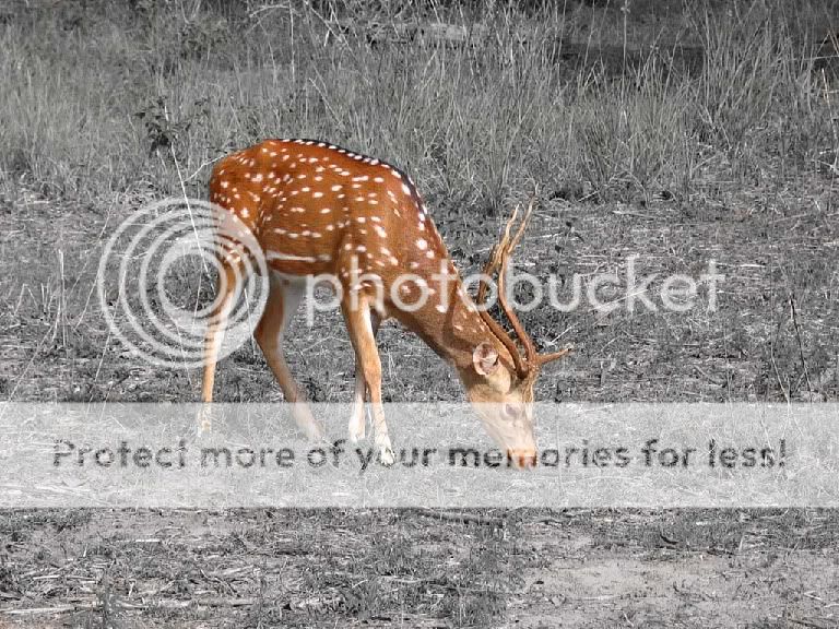 deerbw.jpg