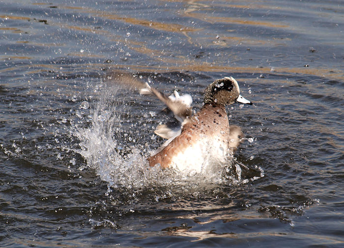 duck-splash.jpg