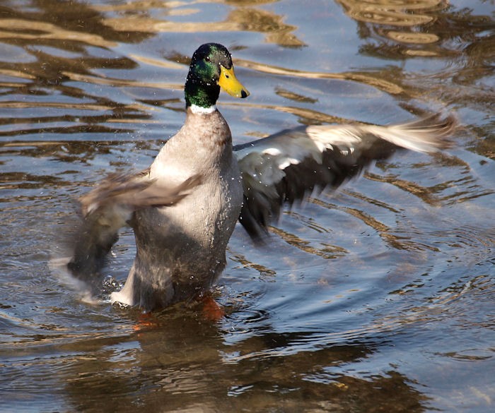 mallard-big-wings.jpg