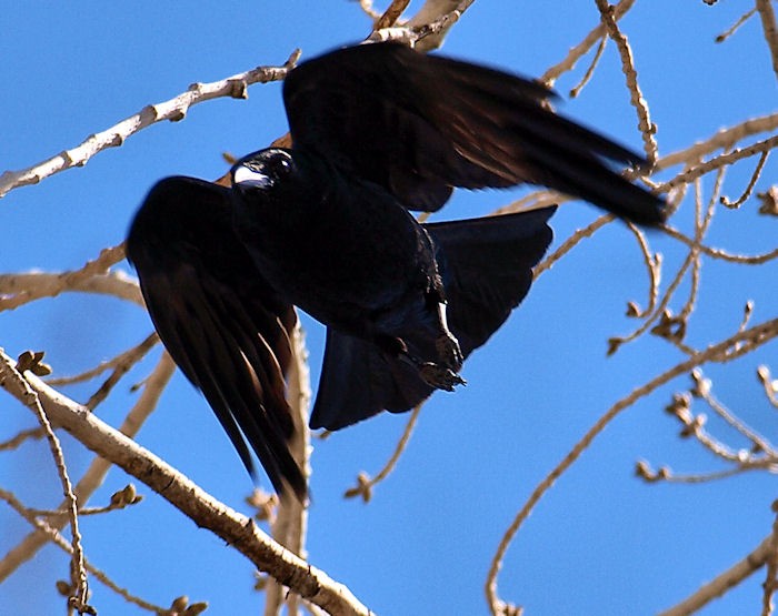 crow-flight1.jpg