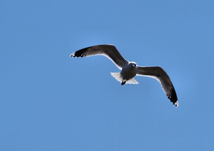 gull-flight.jpg