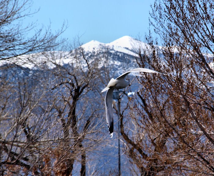 gull-flight2.jpg