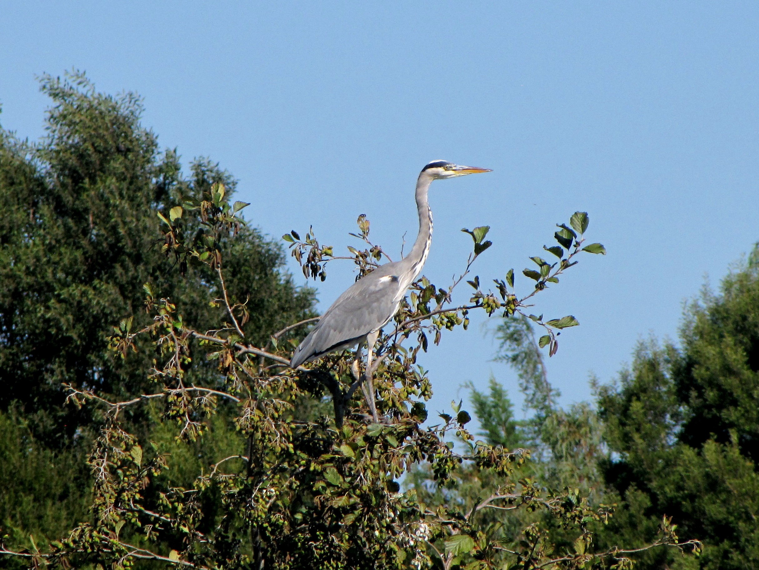 grey-heron-ardea-cinerea-21.jpg