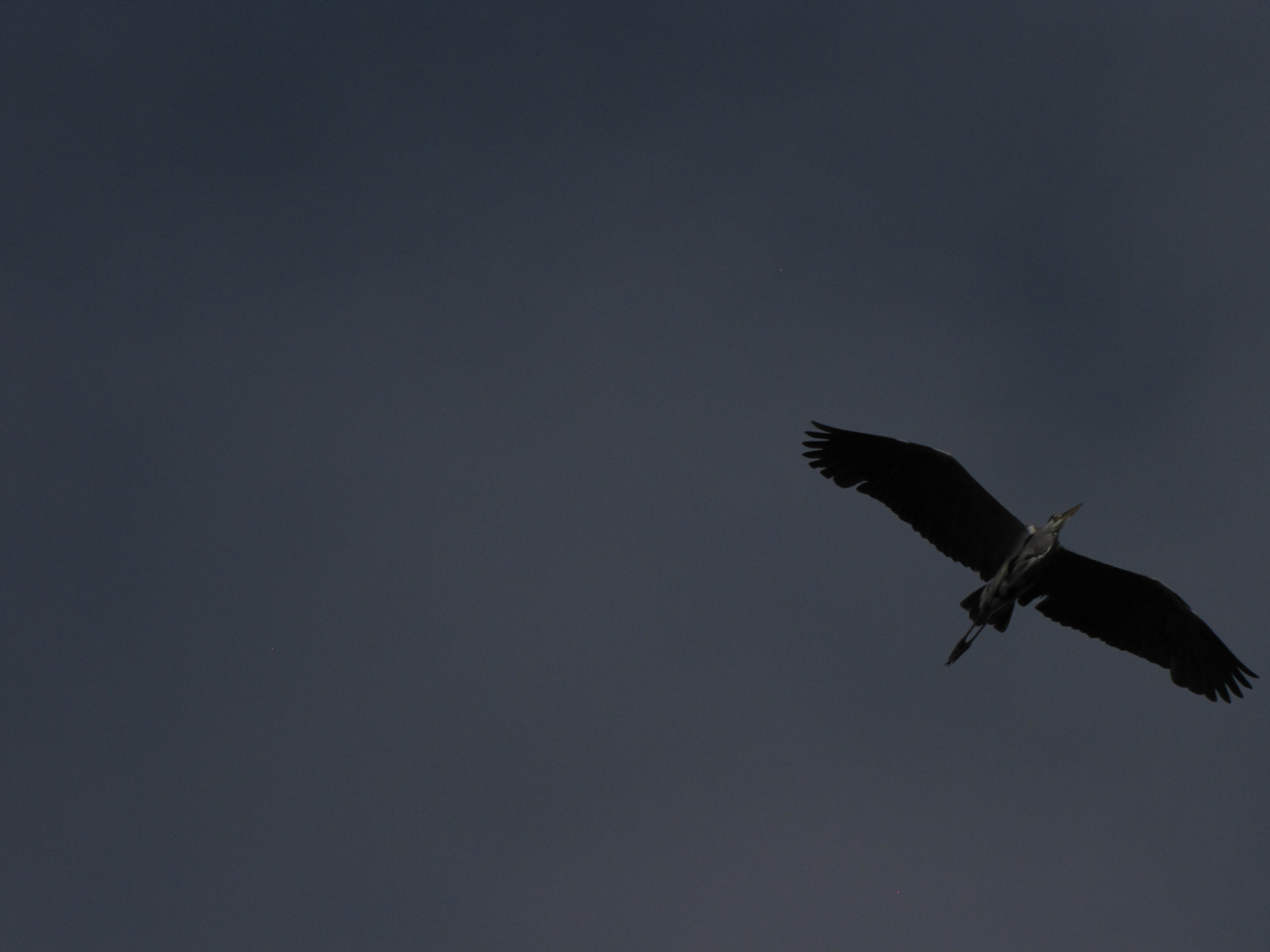 grey-heron-ardea-cinerea-3.jpg