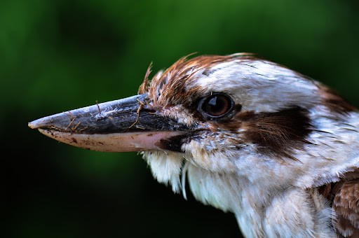 Kookaburra2.jpg