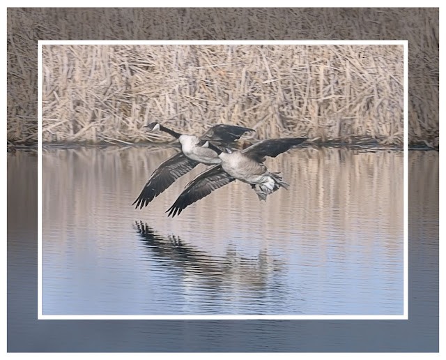 geese_pair_01.jpg