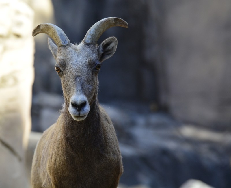 2014-02-15_zoo-chapultepec_01.jpg