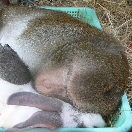 Unconventional-Love-Story-When-Monkey-Meets-Bunny.jpg