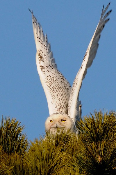 snowy-owl-017-4-L.jpg