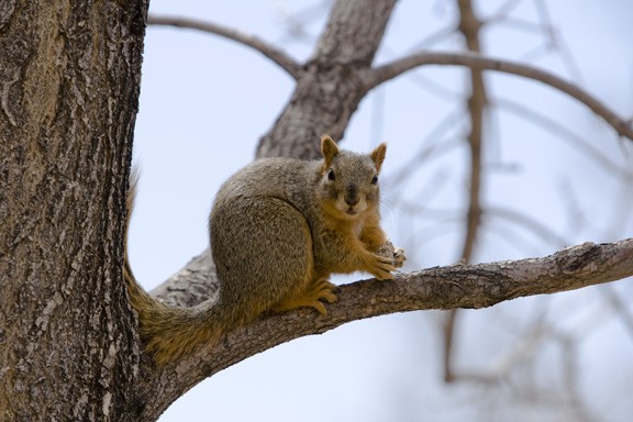 squirrel2_20090316.jpg