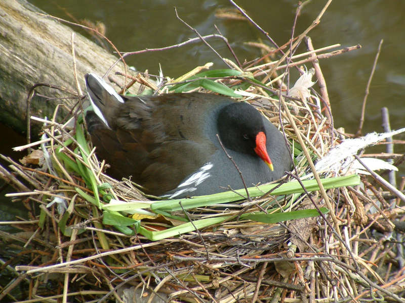 Moorhen.jpg