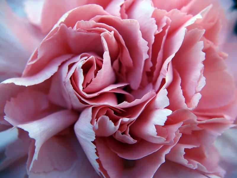 Pink%20Carnation.jpg