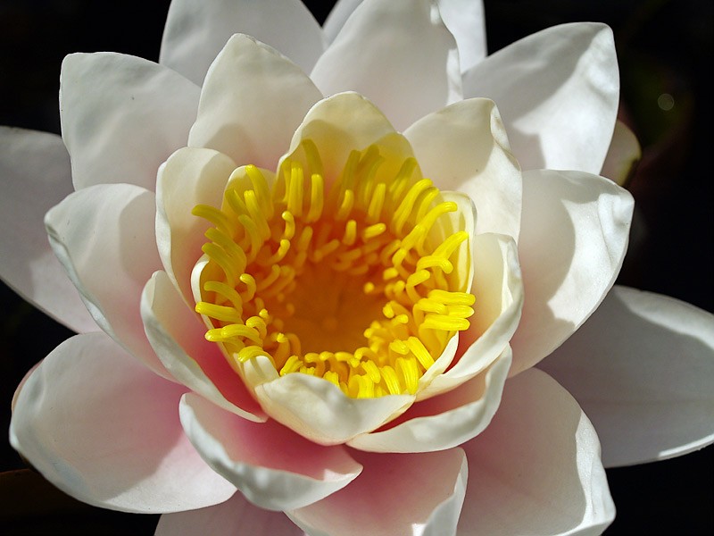 Water-lily-2.jpg