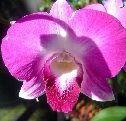 Orchid.0.jpg