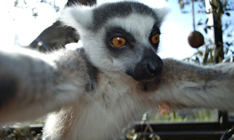 Lemur_self-portrait.jpg