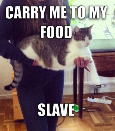 funny-picture-cat-food-slave-human.jpg