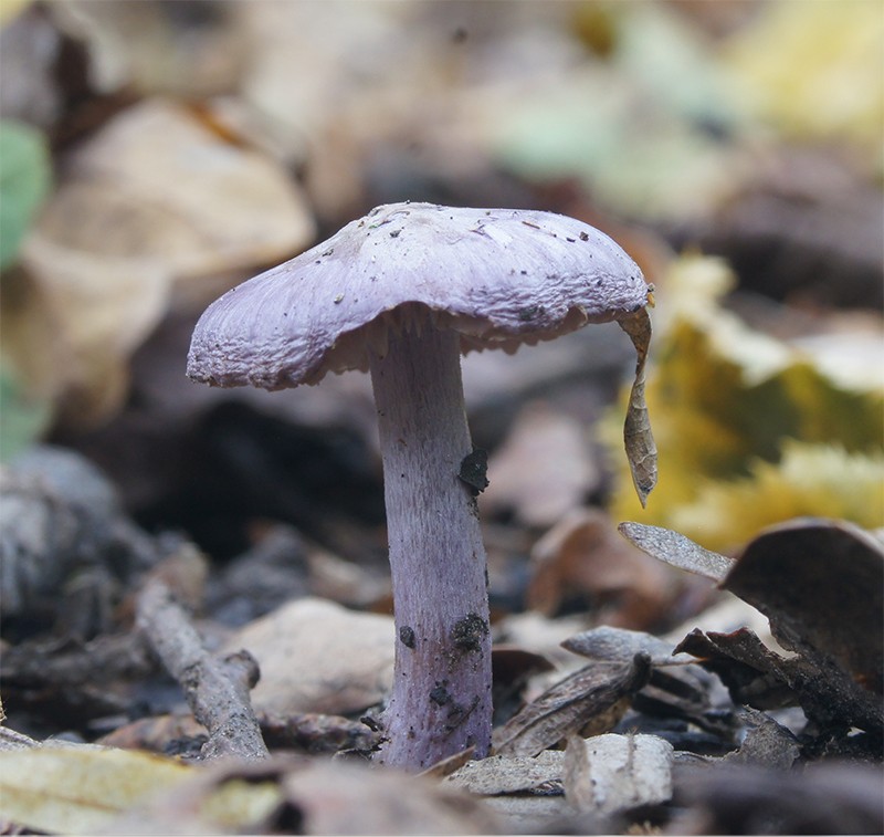 Laccaria_amethystinaMerge800.jpg