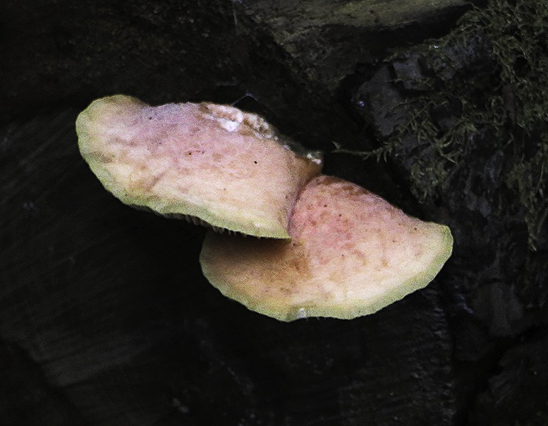 Rhodotus_palmatus800.jpg