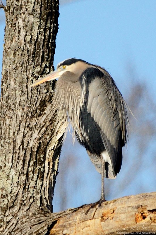 heron3.jpg