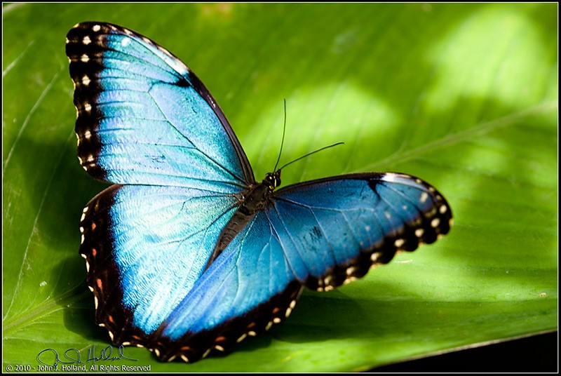 Blue_Morpho_10Mar-44.jpg