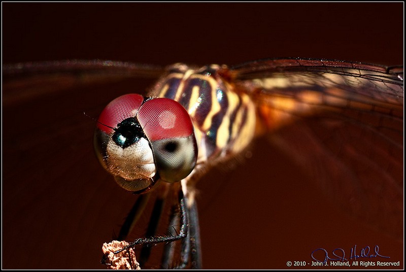 Dragonfly_10Aug-38.jpg