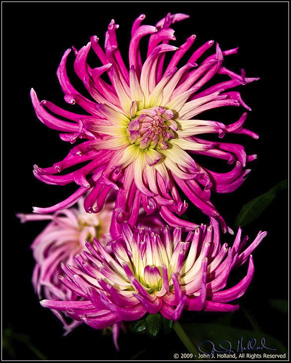 Dahlia%20%2009Sep%2002%20(8x10).jpg