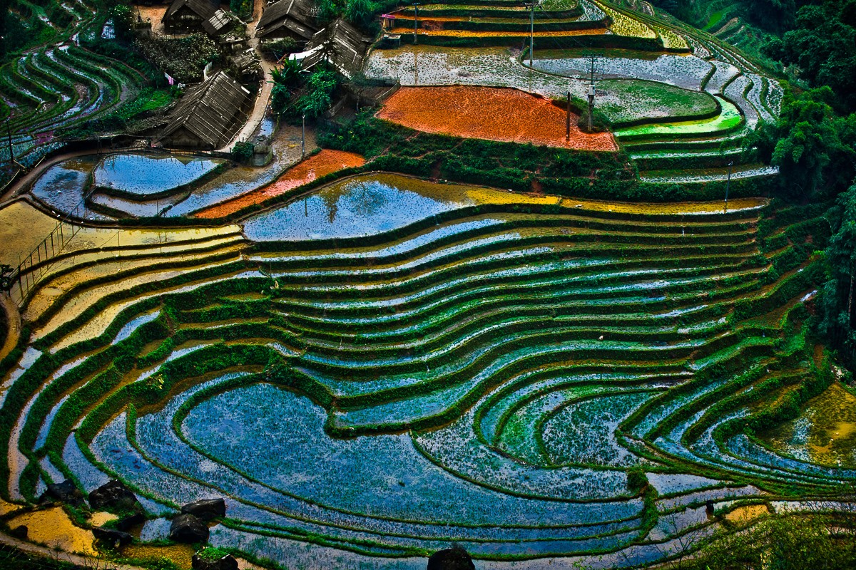 sapa-rice-fields-vietnam-by-dmitri-markine.jpg