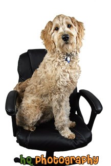 2225_dog-on-chair.jpg