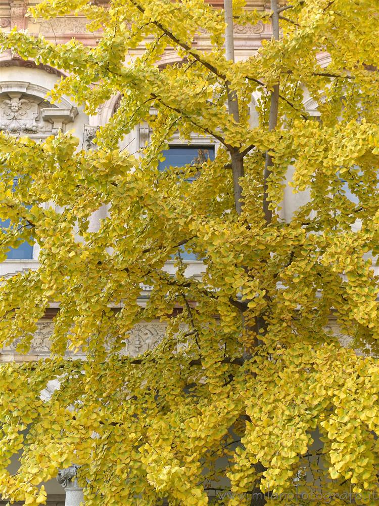 Ginkgo%20biloba%20autunno.jpg