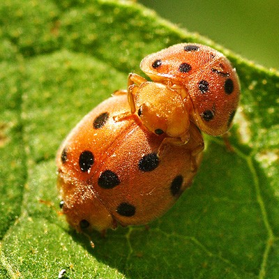 Ladybirds%20At%20Work%202.jpg