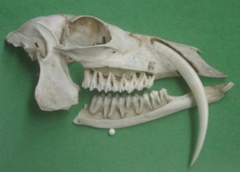 muskdeerskull.jpg