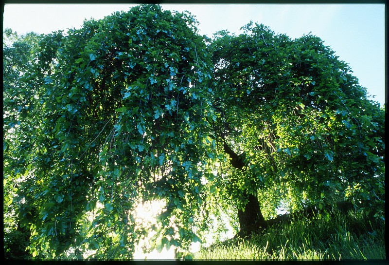 low-tree1.jpg