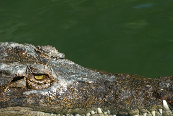 crocodile4_small.jpg